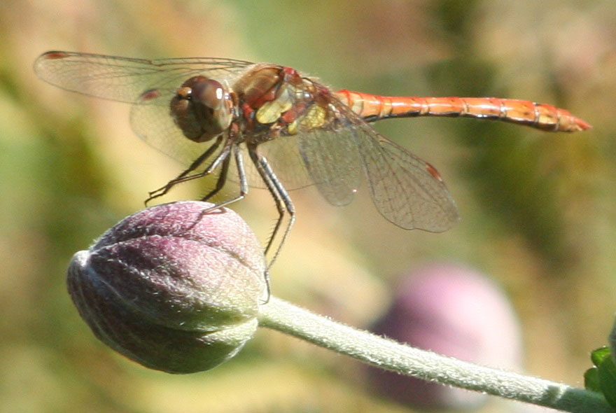 Sympetrum_striolatum